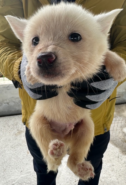 광양시 임시보호소_446484202400355